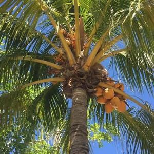 Meet your Posher, Dawn